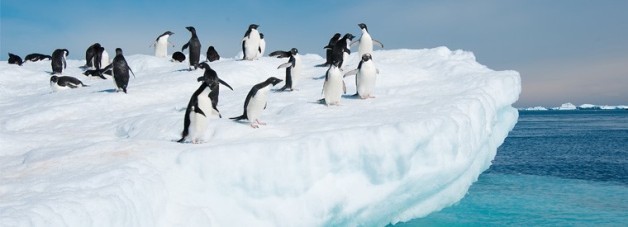 Look how much fun these penguins are having. You know why? Because they're NOT HOT!